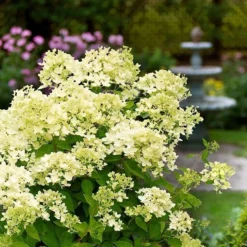Hydrangea Paniculata 'Bombshell' (PBR) 5 Hydrangea Paniculata 'Bombshell' (PBR) -Cheap Plants Store pl2000015639 card3 lg