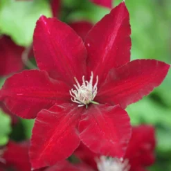 Clematis Rebecca ('Evipo016') (PBR) (Boulevard Series) -Cheap Plants Store pl2000015732 card3 lg