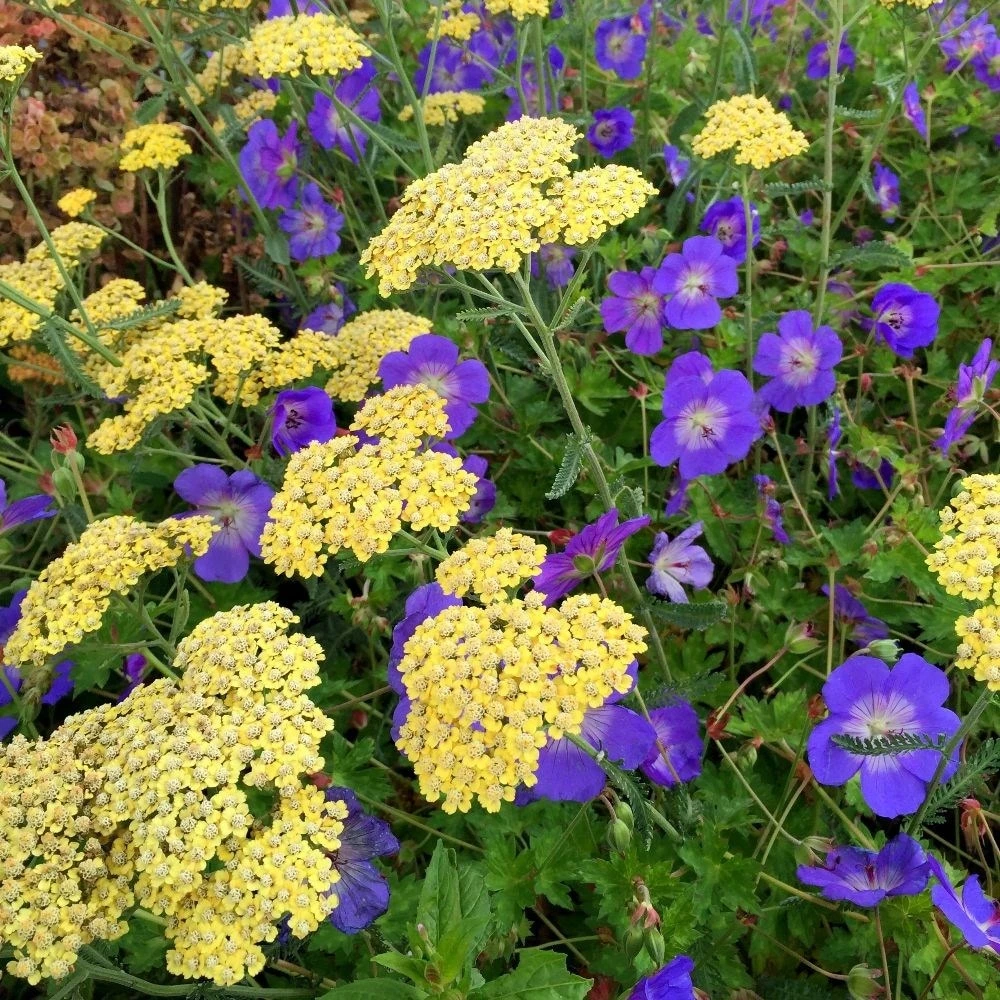 Geranium Rozanne ('Gerwat') (PBR) 2 Geranium Rozanne ('Gerwat') (PBR) - Image 2