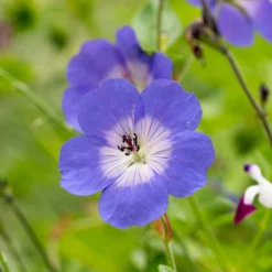Geranium Rozanne ('Gerwat') (PBR) 8 Geranium Rozanne ('Gerwat') (PBR) -Cheap Plants Store pl2000015974 card3 lg