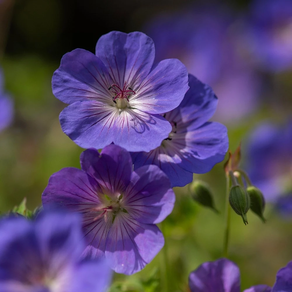 Geranium Rozanne ('Gerwat') (PBR) 6 Geranium Rozanne ('Gerwat') (PBR) - Image 6