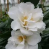 Camellia Japonica 'Silver Anniversary'
