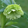 Helleborus × Hybridus Harvington Double Lime-green