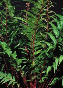 Athyrium Filix-femina Subsp. Angustum F. Rubellum 'Lady In Red' -Cheap Plants Store pl2000017257 card4 lg