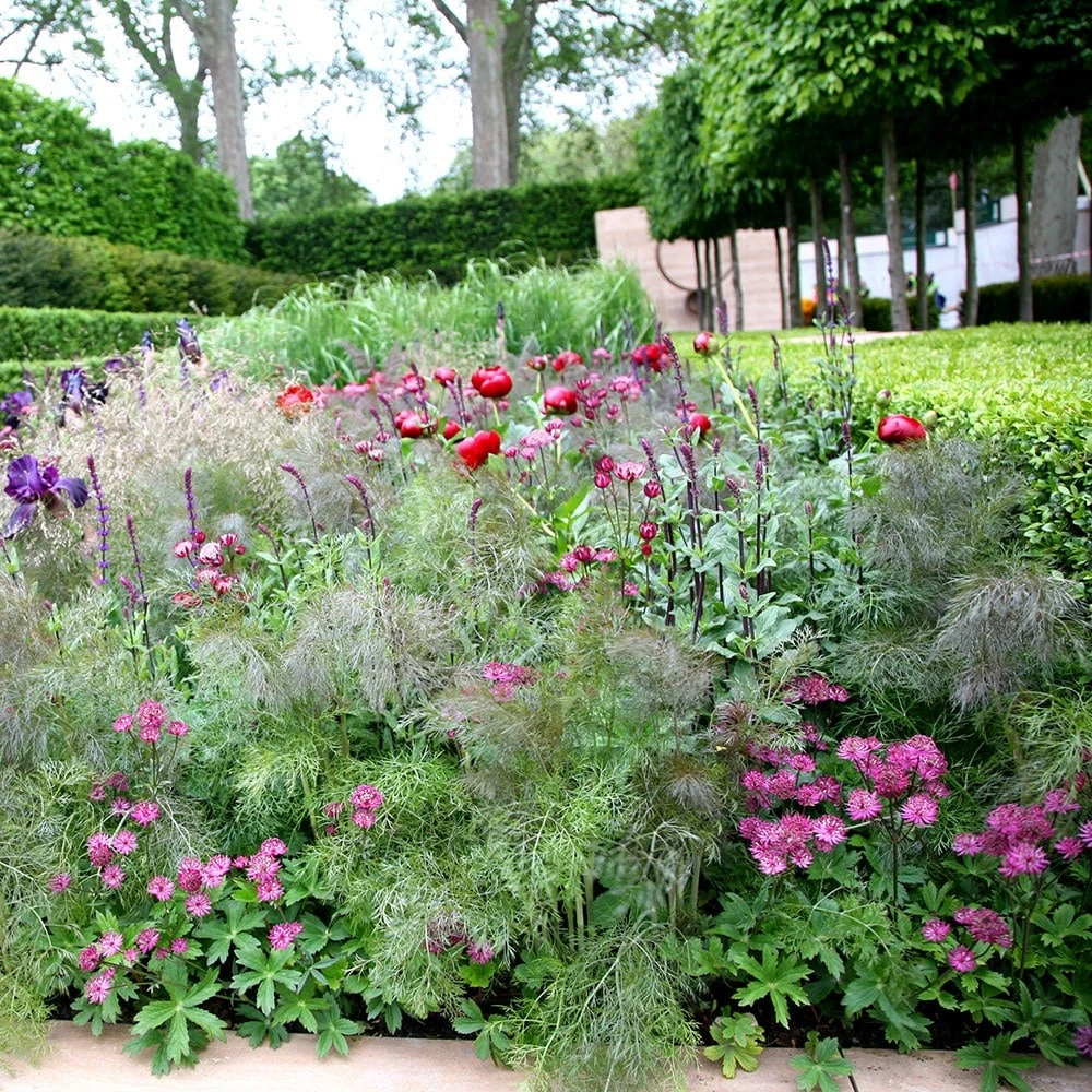 Foeniculum Vulgare 'Purpureum' 2 Foeniculum Vulgare 'Purpureum' - Image 2