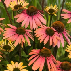 Echinacea 'Summer Cocktail' (PBR) 5 Echinacea 'Summer Cocktail' (PBR) -Cheap Plants Store pl2000017281 card3 lg
