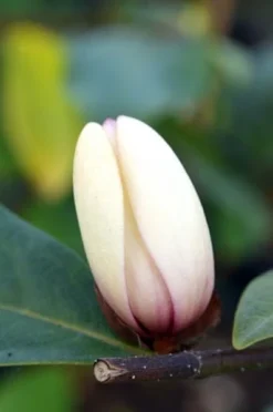 Magnolia Fairy Magnolia Blush ('Micjur01') (PBR) 14 Magnolia Fairy Magnolia Blush ('Micjur01') (PBR) -Cheap Plants Store pl2000017453 card6 lg