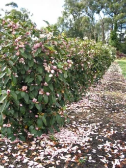 Magnolia Fairy Magnolia Blush ('Micjur01') (PBR) 17 Magnolia Fairy Magnolia Blush ('Micjur01') (PBR) -Cheap Plants Store pl2000017453 card9 lg