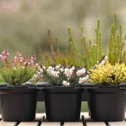 Heather Collection (6 Mixed Heathers)