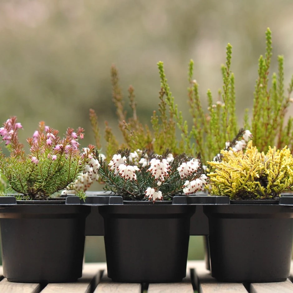 Heather Collection (6 Mixed Heathers) 1 Heather Collection (6 Mixed Heathers)