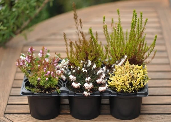 Heather Collection (6 Mixed Heathers) 2 Heather Collection (6 Mixed Heathers) - Image 2