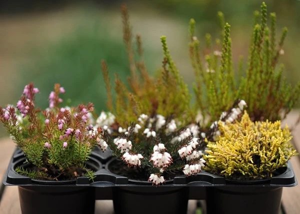 Heather Collection (6 Mixed Heathers) 3 Heather Collection (6 Mixed Heathers) - Image 3