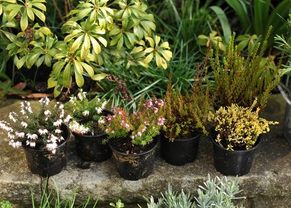 Heather Collection (6 Mixed Heathers) 4 Heather Collection (6 Mixed Heathers) - Image 4