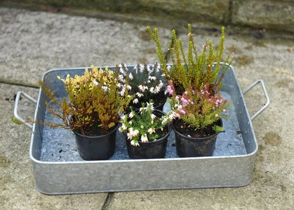 Heather Collection (6 Mixed Heathers) 5 Heather Collection (6 Mixed Heathers) - Image 5