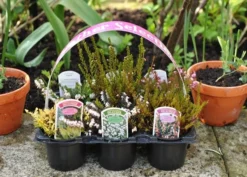 Heather Collection (6 Mixed Heathers) 11 Heather Collection (6 Mixed Heathers) -Cheap Plants Store pl2000017456 card6 lg