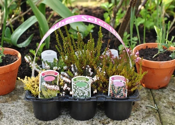 Heather Collection (6 Mixed Heathers) 6 Heather Collection (6 Mixed Heathers) - Image 6