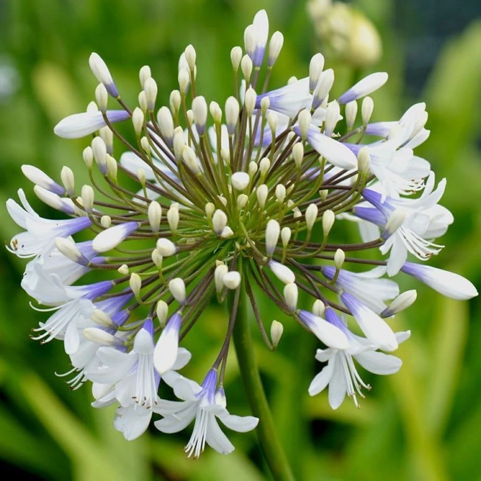 Agapanthus Queen Mum ('Pmn06') (PBR) 1 Agapanthus Queen Mum ('Pmn06') (PBR)