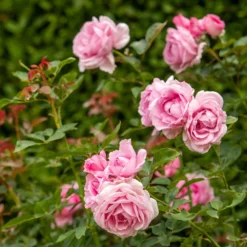 Rosa Mum In A Million (Renaissance Series) ('Poulren013') (PBR) -Cheap Plants Store pl2000017678 card4 lg