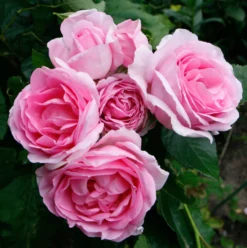 Rosa Mum In A Million (Renaissance Series) ('Poulren013') (PBR) -Cheap Plants Store pl2000017678 card5 lg