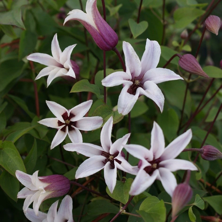 Clematis Princess Kate ('Zoprika') (PBR) 1 Clematis Princess Kate ('Zoprika') (PBR)