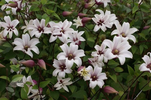 Clematis Princess Kate ('Zoprika') (PBR) 2 Clematis Princess Kate ('Zoprika') (PBR) - Image 2