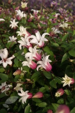 Clematis Princess Kate ('Zoprika') (PBR) 6 Clematis Princess Kate ('Zoprika') (PBR) -Cheap Plants Store pl2000017699 card3 lg