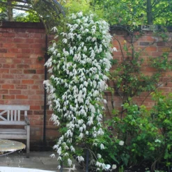 Clematis 'Broughton Bride'