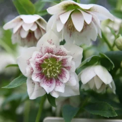 Helleborus × Hybridus Harvington Double White Speckled