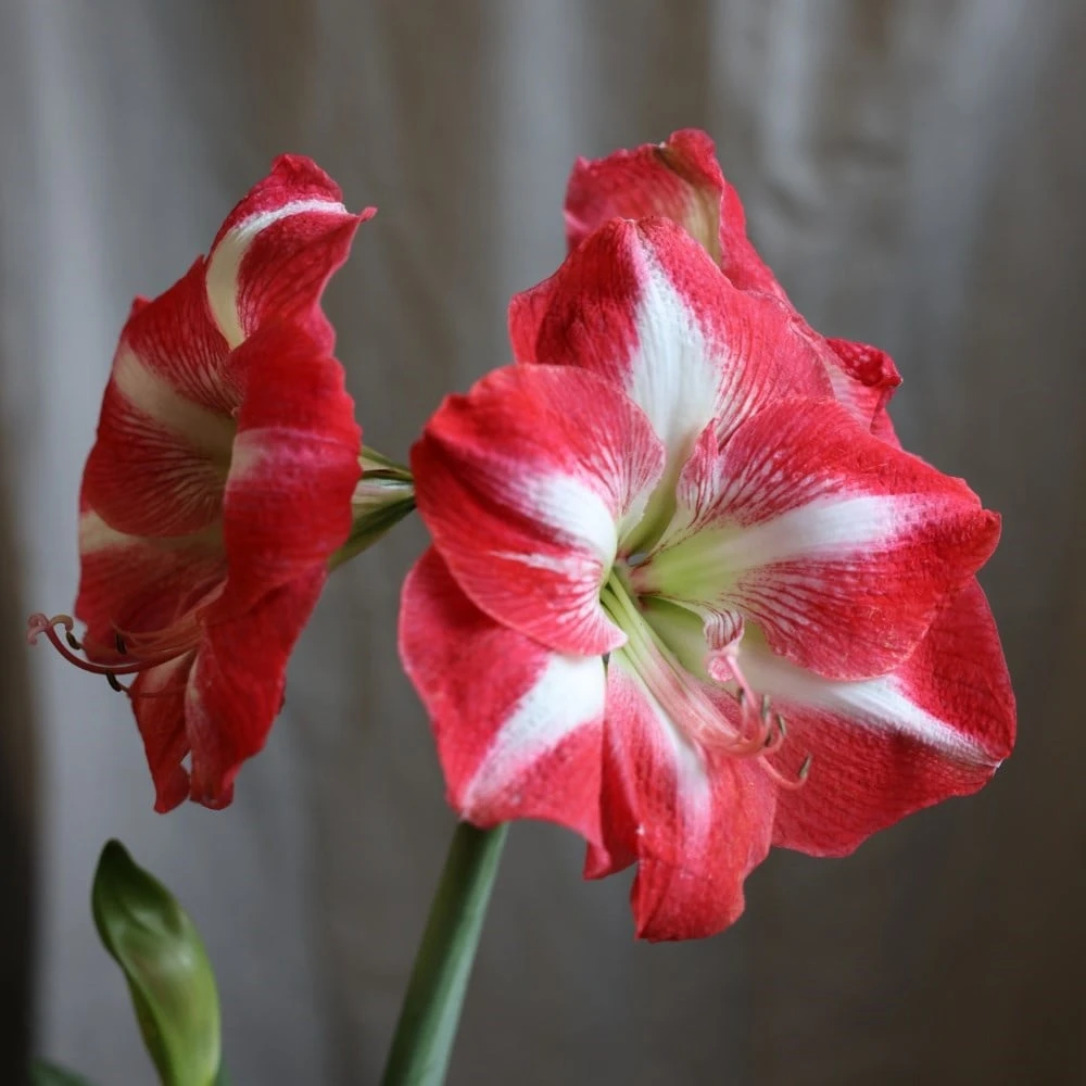 Hippeastrum (Galaxy Group) 'Monte Carlo' (PBR) 2 Hippeastrum (Galaxy Group) 'Monte Carlo' (PBR) - Image 2