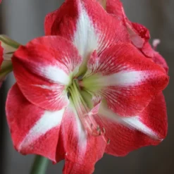 Hippeastrum (Galaxy Group) 'Monte Carlo' (PBR) 5 Hippeastrum (Galaxy Group) 'Monte Carlo' (PBR) -Cheap Plants Store pl2000018155 card3 lg