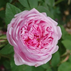 Rosa 'Comte De Chambord' (Madame Boll)