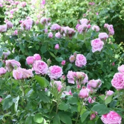 Rosa 'Comte De Chambord' (Madame Boll) -Cheap Plants Store pl2000018186 card3 lg