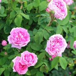 Rosa 'Comte De Chambord' (Madame Boll) -Cheap Plants Store pl2000018186 card4 lg
