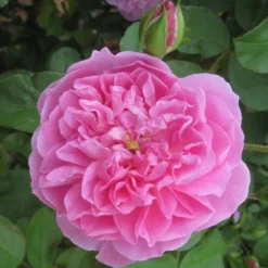Rosa 'Comte De Chambord' (Madame Boll) -Cheap Plants Store pl2000018186 card5 lg