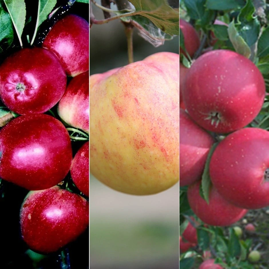 Apple 'Cox Self Fertile' / 'James Grieve' / 'Katy' 1 Apple 'Cox Self Fertile' / 'James Grieve' / 'Katy'