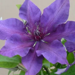 Clematis Fleuri ('Evipo042') (PBR) (Boulevard Series)