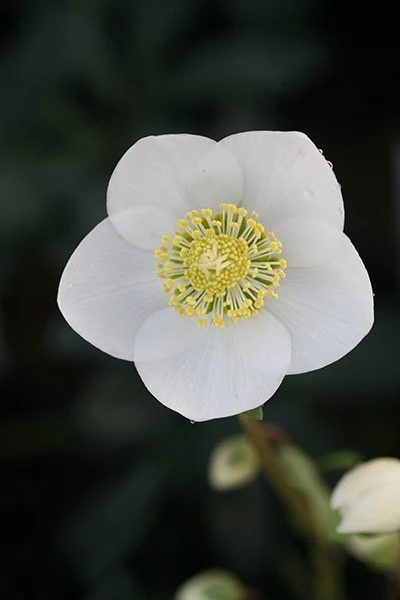 Helleborus Niger 2 Helleborus Niger - Image 2