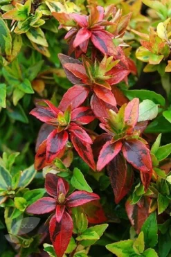 Abelia × Grandiflora 'Kaleidoscope' (PBR) -Cheap Plants Store pl2000019572 card4 lg