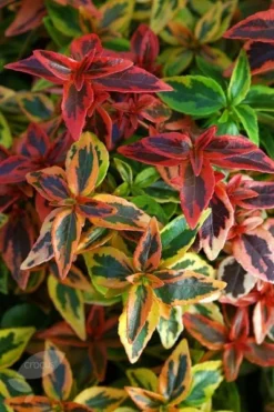 Abelia × Grandiflora 'Kaleidoscope' (PBR) -Cheap Plants Store pl2000019572 card5 lg