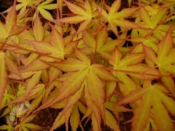 Acer Palmatum 'Katsura' -Cheap Plants Store pl2000019574 card3 lg
