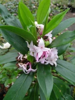 Daphne Perfume Princess ('Dapjur01') (PBR) 19 Daphne Perfume Princess ('Dapjur01') (PBR) -Cheap Plants Store pl2000019596 card10 lg