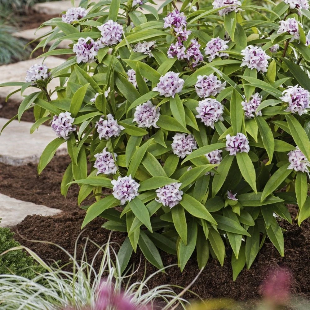 Daphne Perfume Princess ('Dapjur01') (PBR) 4 Daphne Perfume Princess ('Dapjur01') (PBR) - Image 4