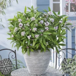 Daphne Perfume Princess ('Dapjur01') (PBR) 14 Daphne Perfume Princess ('Dapjur01') (PBR) -Cheap Plants Store pl2000019596 card5 lg