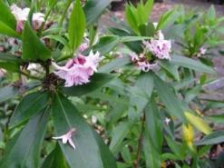 Daphne Perfume Princess ('Dapjur01') (PBR) 15 Daphne Perfume Princess ('Dapjur01') (PBR) -Cheap Plants Store pl2000019596 card6 lg
