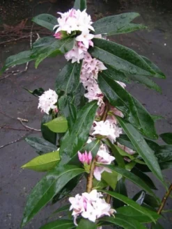 Daphne Perfume Princess ('Dapjur01') (PBR) 16 Daphne Perfume Princess ('Dapjur01') (PBR) -Cheap Plants Store pl2000019596 card7 lg