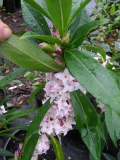 Daphne Perfume Princess ('Dapjur01') (PBR) 17 Daphne Perfume Princess ('Dapjur01') (PBR) -Cheap Plants Store pl2000019596 card8 lg