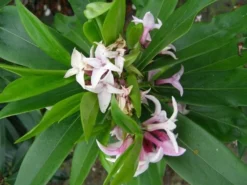 Daphne Perfume Princess ('Dapjur01') (PBR) 18 Daphne Perfume Princess ('Dapjur01') (PBR) -Cheap Plants Store pl2000019596 card9 lg