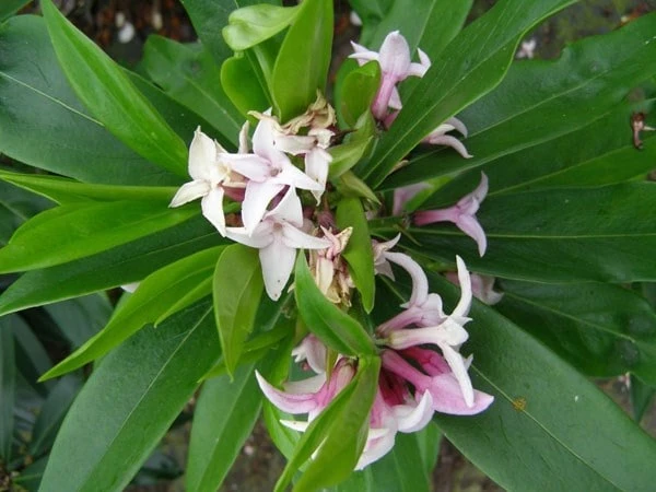 Daphne Perfume Princess ('Dapjur01') (PBR) 9 Daphne Perfume Princess ('Dapjur01') (PBR) - Image 9