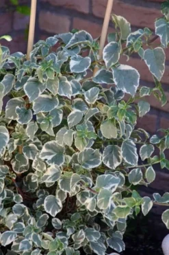 Hydrangea Anomala Subsp. Petiolaris 'Silver Lining' (PBR) -Cheap Plants Store pl2000019652 card3 lg