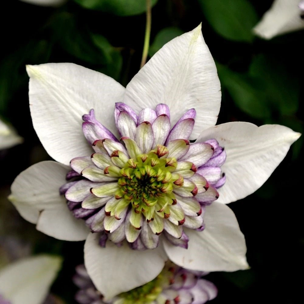 Clematis Viennetta ('Evipo006') (PBR) 2 Clematis Viennetta ('Evipo006') (PBR) - Image 2